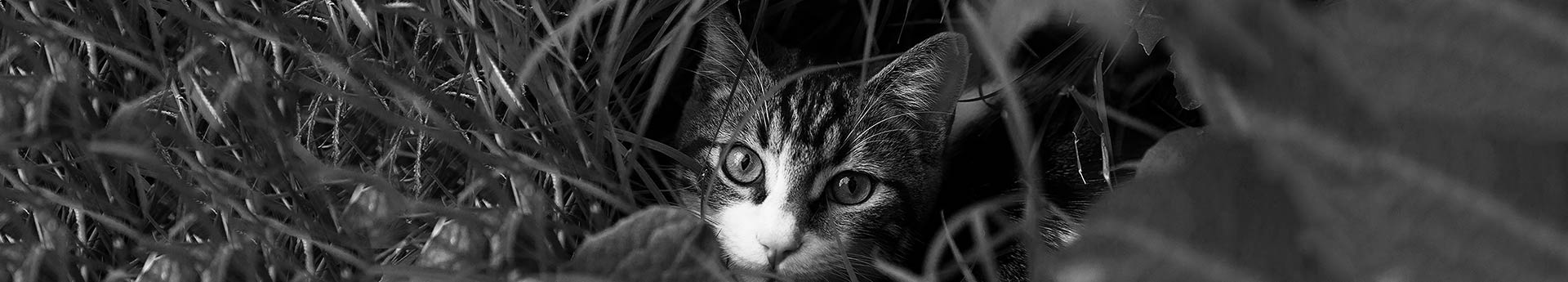ORIJEN Cat & Kitten Dry Cat Food - Cat stealthily hiding in grass - Binx from Surprise, Arizona