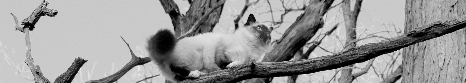 Siamese cat in a tree - Adventurous Finch from Grayslake, Illinois