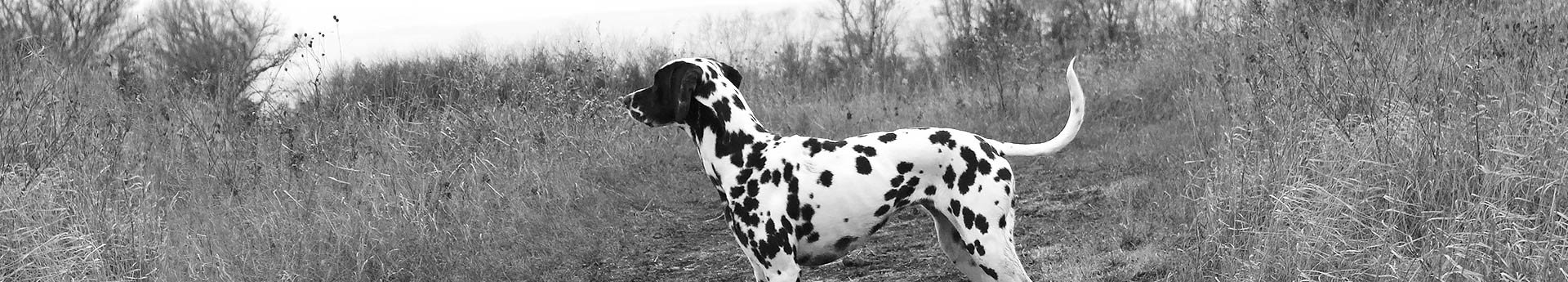 ORIJEN Original Dog Food - Spotted dog on a grassy trail - Luna from Mankato, Minnesota