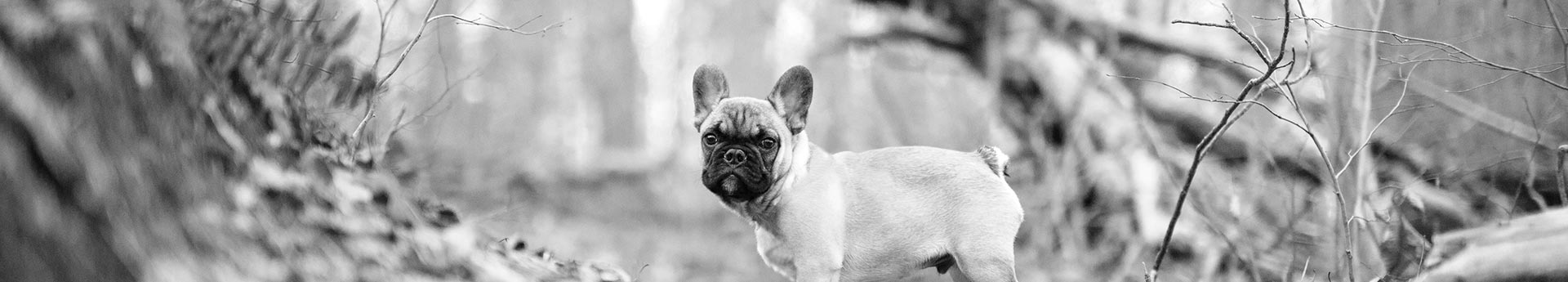 ORIJEN Puppy Dog Food - Boxer standing proud in woods - Reflective Echo from Laurel, Maryland