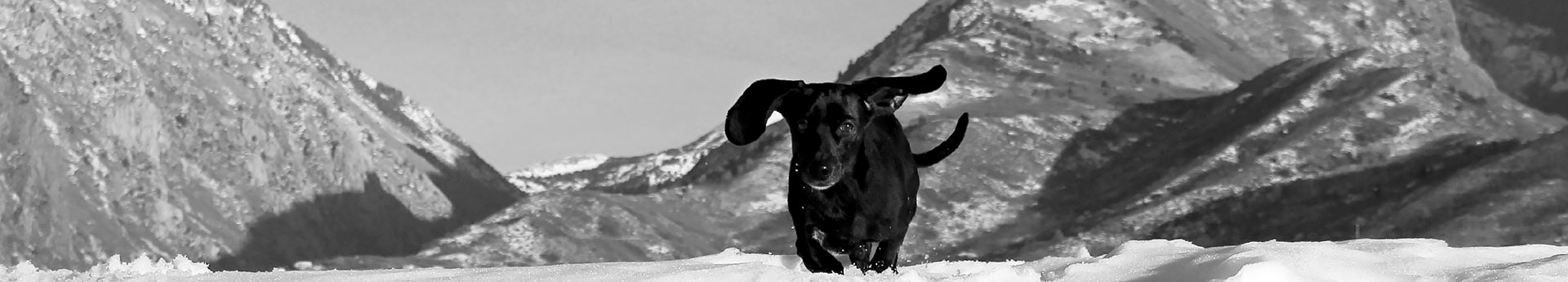 ORIJEN Tundra Dog Food - Dachshund running in the mountains - Rocket from Sandy, Utah